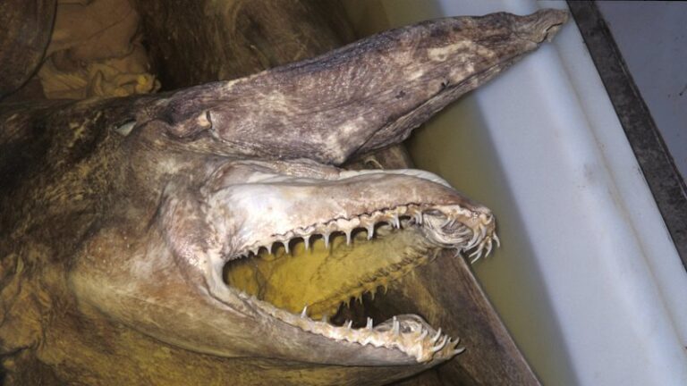 australian-scientist-discovers-goblin-sharks-off-sydney-coast