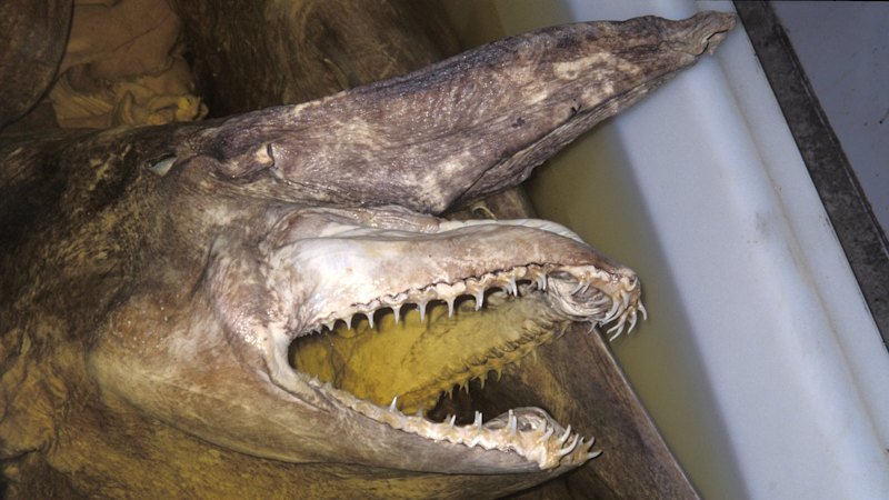 australian-scientist-discovers-goblin-sharks-off-sydney-coast