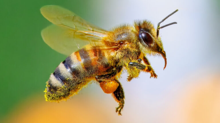 bees-inspire-new-ideas-on-universal-language-for-alien-contact