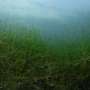 charophytes-reintroduction-proposed-to-enhance-lake-biodiversity