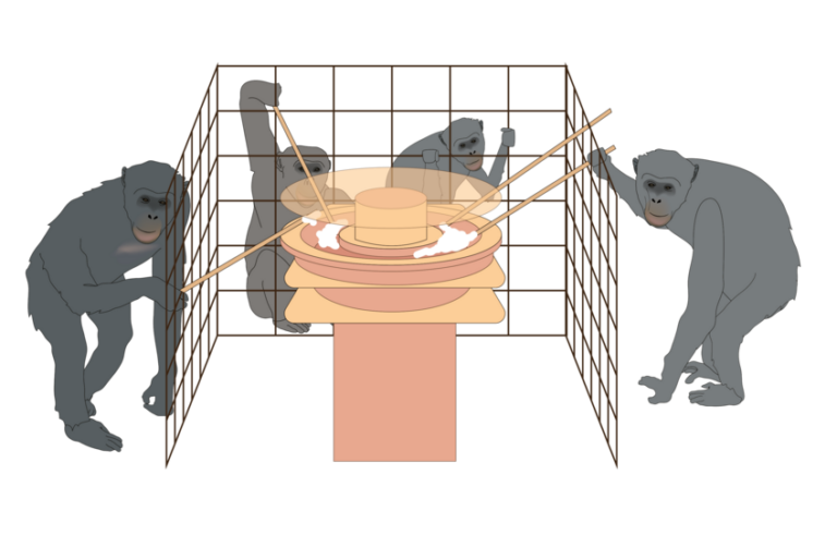 chimpanzees-thrive-in-cooperative-settings-study-reveals