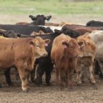 china-imposes-urgent-beef-trade-caps-on-australia-for-2026