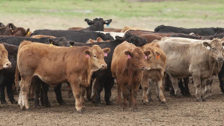 china-imposes-urgent-beef-trade-caps-on-australia-for-2026