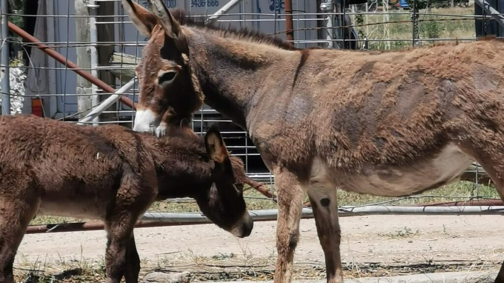 donkey-shelter-open-day-set-for-january-11-don-t-miss-it-