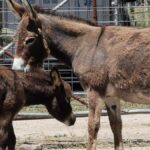 donkey-shelter-open-day-set-for-january-11-don-t-miss-it-