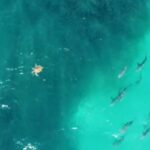 drone-footage-captures-urgent-feeding-frenzy-at-queensland-beaches