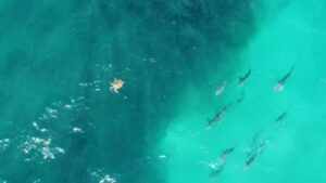 drone-footage-captures-urgent-feeding-frenzy-at-queensland-beaches
