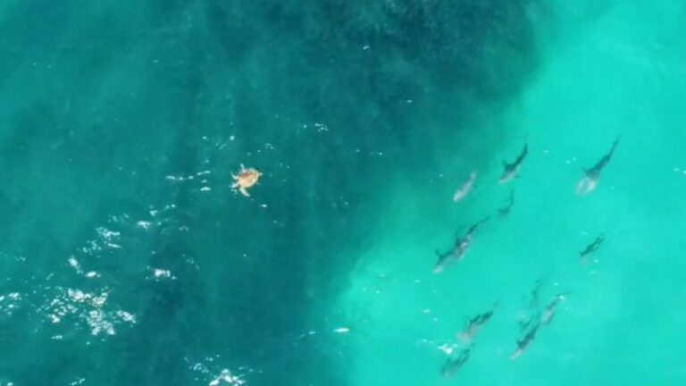 drone-footage-captures-urgent-feeding-frenzy-at-queensland-beaches