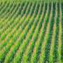 drones-enhance-precision-agriculture-on-small-new-england-farms