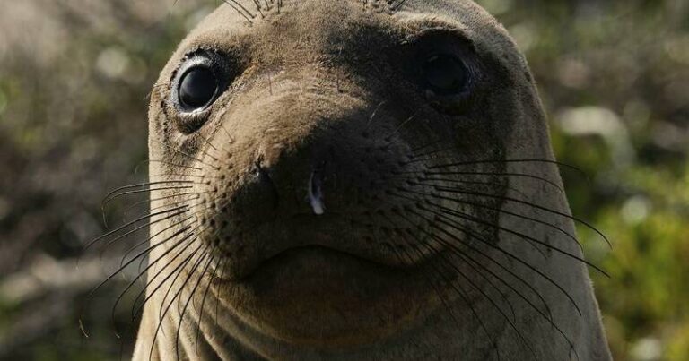elephant-seals-return-to-california-s-ano-nuevo-state-park-for-annual-spectacle