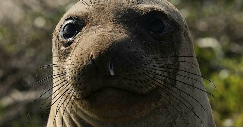 elephant-seals-return-to-california-s-ano-nuevo-state-park-for-annual-spectacle