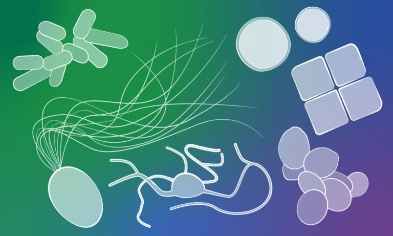embl-researchers-explore-archaea-to-uncover-evolutionary-secrets