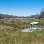 feral-horse-culling-transforms-kosciuszko-national-park-s-ecosystem