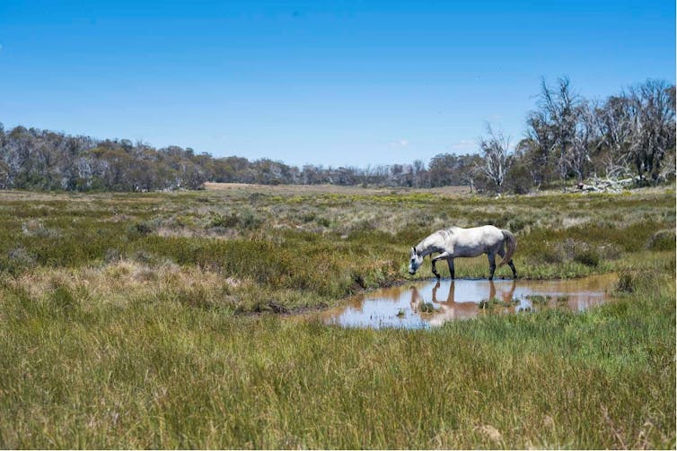 feral-horse-culling-transforms-kosciuszko-national-park-s-ecosystem