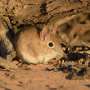 innovative-footprint-tracker-boosts-small-mammal-monitoring-accuracy