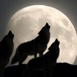 january-s-wolf-supermoon-shines-bright-with-rare-cosmic-events