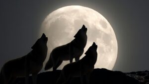 january-s-wolf-supermoon-shines-bright-with-rare-cosmic-events