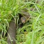man-airlifted-after-brown-snake-bite-while-mowing-lawn