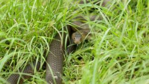 man-airlifted-after-brown-snake-bite-while-mowing-lawn