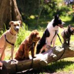 moorabool-council-launches-urgent-pet-ownership-education-plan