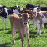 national-breeding-objective-revamped-to-enhance-dairy-industry