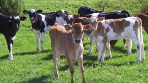national-breeding-objective-revamped-to-enhance-dairy-industry