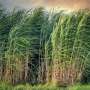 new-research-reveals-varied-expression-patterns-in-sugarcane-stems