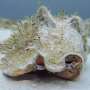 new-study-on-queen-conch-behavior-shapes-conservation-strategies