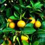 researchers-assess-impact-of-pesticides-on-mandarin-orange-farms
