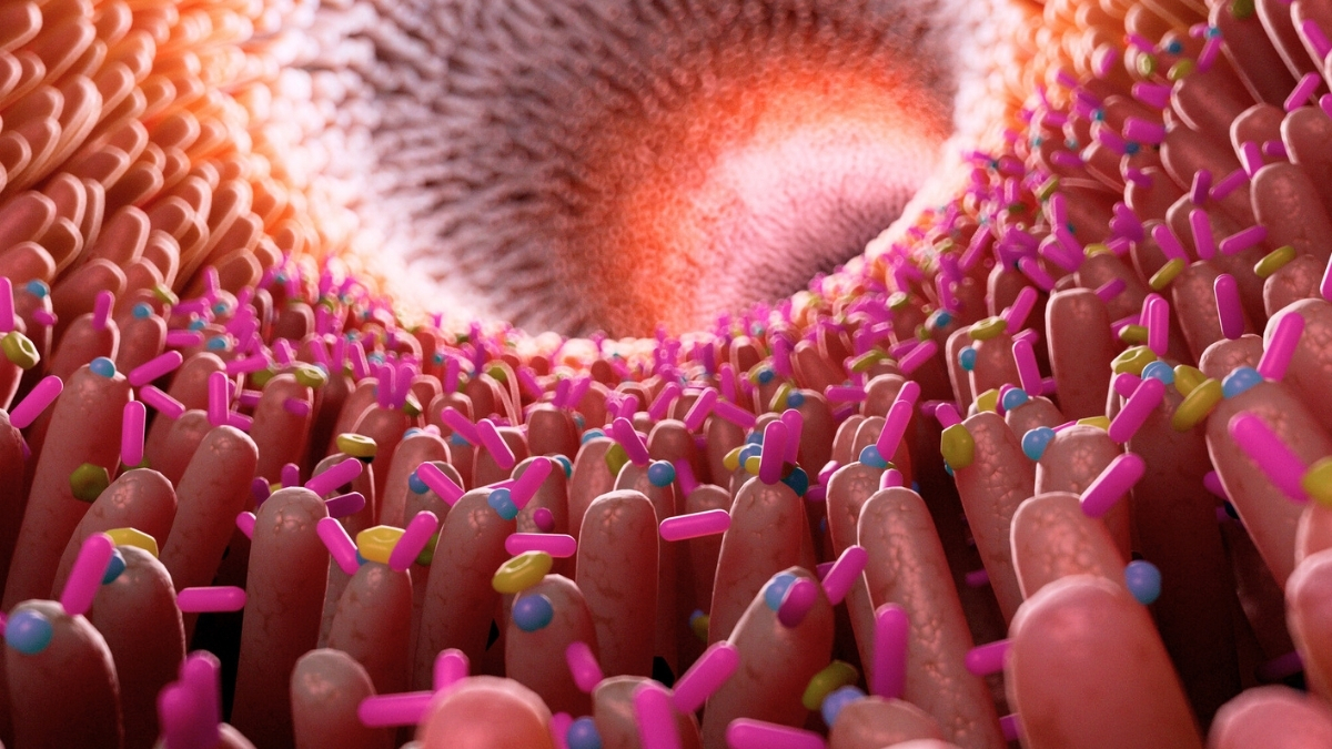 researchers-confirm-gut-inflammation-s-role-in-alzheimer-s-disease