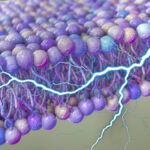 researchers-uncover-potential-power-source-in-cell-membranes