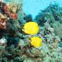 researchers-unite-globally-to-protect-coral-reefs-from-climate-change