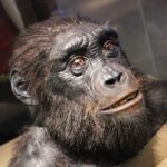 scientists-confirm-ancient-ancestor-walked-on-two-legs