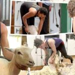 shearers-unite-inspiring-stories-from-the-nsw-riverina-sheds