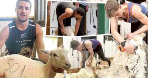 shearers-unite-inspiring-stories-from-the-nsw-riverina-sheds