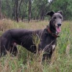 snoop-dogg-finds-new-home-in-clermont-embraces-life-change