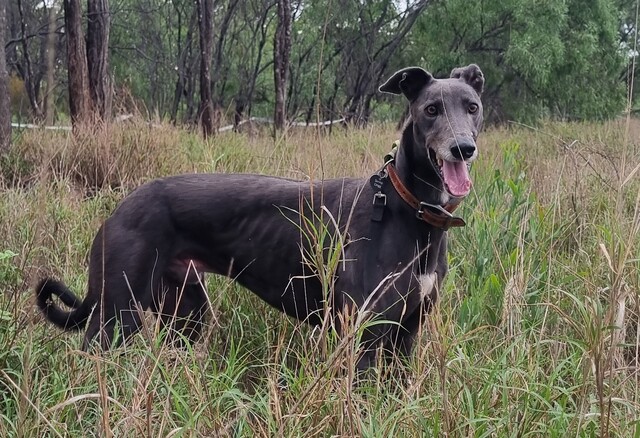 snoop-dogg-finds-new-home-in-clermont-embraces-life-change