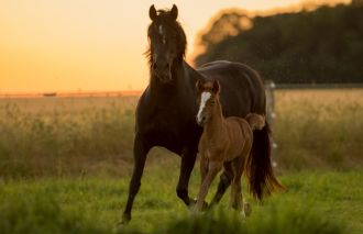 study-links-longer-maternal-contact-to-healthier-foals