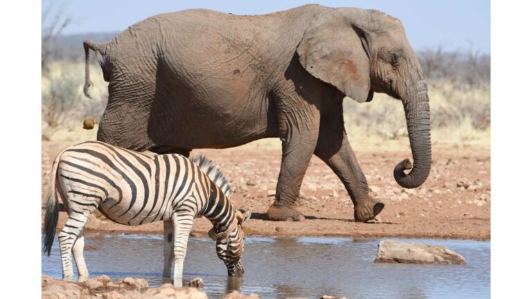 study-reveals-environmental-impact-on-gut-microbiome-evolution