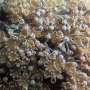 study-reveals-how-soft-coral-moves-tentacles-without-a-brain