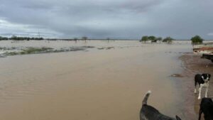 urgent-2-million-flood-relief-package-announced-for-queensland-graziers