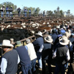 urgent-deadline-approaches-in-buffel-grass-controversy