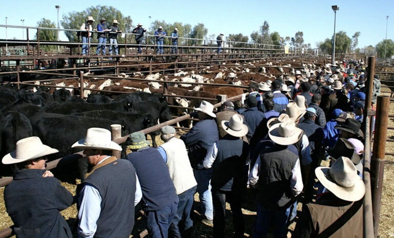 urgent-deadline-approaches-in-buffel-grass-controversy