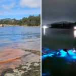 urgent-red-tide-sparks-alarm-in-tasmania-woman-reports-skin-burns
