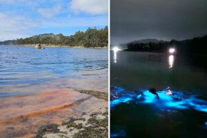 urgent-red-tide-sparks-alarm-in-tasmania-woman-reports-skin-burns