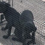 urgent-rescue-chicken-strips-save-abandoned-puppies