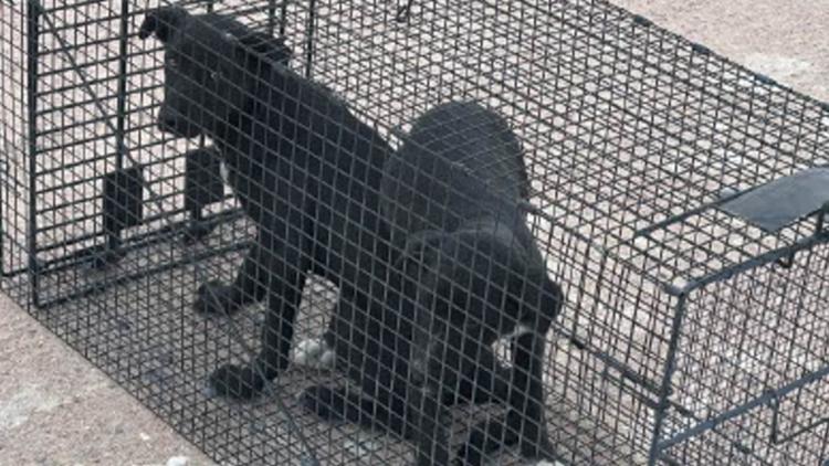 urgent-rescue-chicken-strips-save-abandoned-puppies