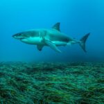 urgent-shark-sighting-at-fisherman-s-beach-sparks-safety-warning