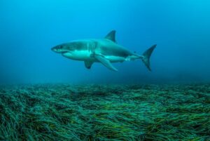 urgent-shark-sighting-at-fisherman-s-beach-sparks-safety-warning