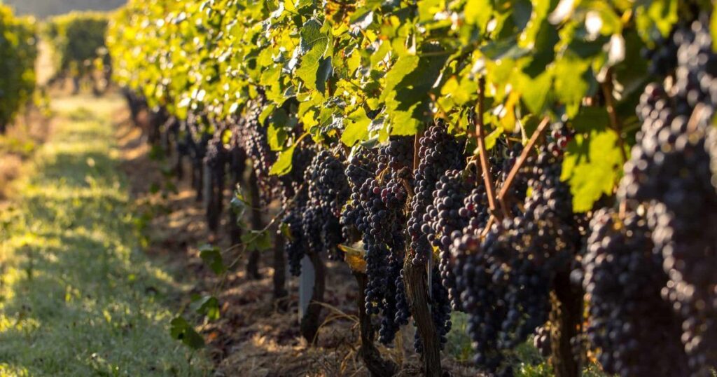 urgent-support-announced-for-south-australian-grapegrowers